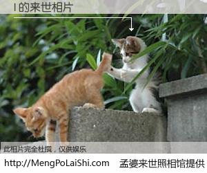 #孟婆来世照相馆# 【I 来世的未来相片】一碗梦婆汤，忘却了今生爱与痛，了无牵挂进入轮回。再相遇，已是天涯陌路人。可否借我一双慧眼，看清今生与来世？孟婆来世照相馆，触摸你的未来。I 来世的未来相片，有图有真相：