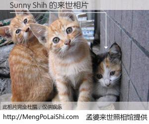 #孟婆来世照相馆# 【Sunny Shih 来世的未来相片】一碗梦婆汤，忘却了今生爱与痛，了无牵挂进入轮回。再相遇，已是天涯陌路人。可否借我一双慧眼，看清今生与来世？孟婆来世照相馆，触摸你的未来。Sunny Shih 来世的未来相片，有图有真相：