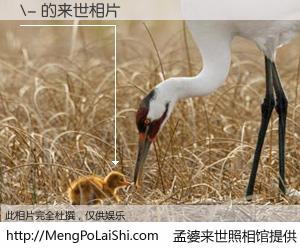 #孟婆来世照相馆# 【\- 来世的未来相片】一碗梦婆汤，忘却了今生爱与痛，了无牵挂进入轮回。再相遇，已是天涯陌路人。可否借我一双慧眼，看清今生与来世？孟婆来世照相馆，触摸你的未来。\- 来世的未来相片，有图有真相：