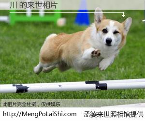 #孟婆来世照相馆# 【川 来世的未来相片】一碗梦婆汤，忘却了今生爱与痛，了无牵挂进入轮回。再相遇，已是天涯陌路人。可否借我一双慧眼，看清今生与来世？孟婆来世照相馆，触摸你的未来。川 来世的未来相片，有图有真相：