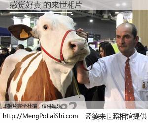 #孟婆来世照相馆# 【感觉好贵 来世的未来相片】一碗梦婆汤，忘却了今生爱与痛，了无牵挂进入轮回。再相遇，已是天涯陌路人。可否借我一双慧眼，看清今生与来世？孟婆来世照相馆，触摸你的未来。感觉好贵 来世的未来相片，有图有真相：
