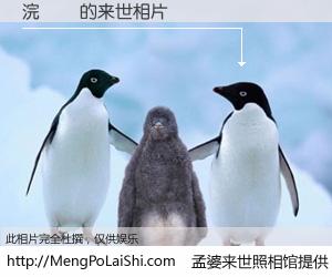 #孟婆来世照相馆# 【浣曢煬 来世的未来相片】一碗梦婆汤，忘却了今生爱与痛，了无牵挂进入轮回。再相遇，已是天涯陌路人。可否借我一双慧眼，看清今生与来世？孟婆来世照相馆，触摸你的未来。浣曢煬 来世的未来相片，有图有真相：