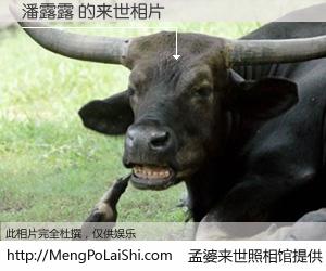 #孟婆来世照相馆# 【潘露露 来世的未来相片】一碗梦婆汤，忘却了今生爱与痛，了无牵挂进入轮回。再相遇，已是天涯陌路人。可否借我一双慧眼，看清今生与来世？孟婆来世照相馆，触摸你的未来。潘露露 来世的未来相片，有图有真相：