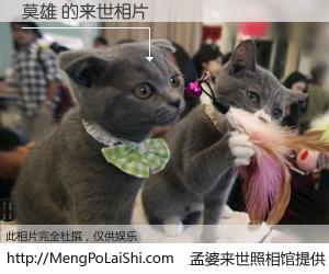 #孟婆来世照相馆# 【莫雄 来世的未来相片】一碗梦婆汤，忘却了今生爱与痛，了无牵挂进入轮回。再相遇，已是天涯陌路人。可否借我一双慧眼，看清今生与来世？孟婆来世照相馆，触摸你的未来。莫雄 来世的未来相片，有图有真相：