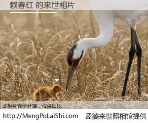 #孟婆来世照相馆# 【赖春红 来世的未来相片】一碗梦婆汤，忘却了今生爱与痛，了无牵挂进入轮回。再相遇，已是天涯陌路人。可否借我一双慧眼，看清今生与来世？孟婆来世照相馆，触摸你的未来。赖春红 来世的未来相片，有图有真相：