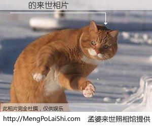 #孟婆来世照相馆# 【連恆 来世的未来相片】一碗梦婆汤，忘却了今生爱与痛，了无牵挂进入轮回。再相遇，已是天涯陌路人。可否借我一双慧眼，看清今生与来世？孟婆来世照相馆，触摸你的未来。連恆 来世的未来相片，有图有真相：