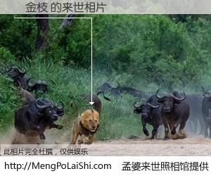 #孟婆来世照相馆# 【黃金枝 来世的未来相片】一碗梦婆汤，忘却了今生爱与痛，了无牵挂进入轮回。再相遇，已是天涯陌路人。可否借我一双慧眼，看清今生与来世？孟婆来世照相馆，触摸你的未来。黃金枝 来世的未来相片，有图有真相：