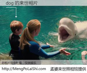 #孟婆来世照相馆# 【dog 来世的未来相片】一碗梦婆汤，忘却了今生爱与痛，了无牵挂进入轮回。再相遇，已是天涯陌路人。可否借我一双慧眼，看清今生与来世？孟婆来世照相馆，触摸你的未来。dog 来世的未来相片，有图有真相：