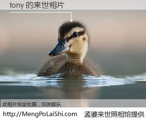 #孟婆来世照相馆# 【tony 来世的未来相片】一碗梦婆汤，忘却了今生爱与痛，了无牵挂进入轮回。再相遇，已是天涯陌路人。可否借我一双慧眼，看清今生与来世？孟婆来世照相馆，触摸你的未来。tony 来世的未来相片，有图有真相：