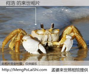 #孟婆来世照相馆# 【何浩 来世的未来相片】一碗梦婆汤，忘却了今生爱与痛，了无牵挂进入轮回。再相遇，已是天涯陌路人。可否借我一双慧眼，看清今生与来世？孟婆来世照相馆，触摸你的未来。何浩 来世的未来相片，有图有真相：