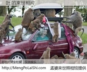 #孟婆来世照相馆# 【叶 来世的未来相片】一碗梦婆汤，忘却了今生爱与痛，了无牵挂进入轮回。再相遇，已是天涯陌路人。可否借我一双慧眼，看清今生与来世？孟婆来世照相馆，触摸你的未来。叶 来世的未来相片，有图有真相：