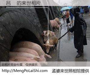 #孟婆来世照相馆# 【吕珺 来世的未来相片】一碗梦婆汤，忘却了今生爱与痛，了无牵挂进入轮回。再相遇，已是天涯陌路人。可否借我一双慧眼，看清今生与来世？孟婆来世照相馆，触摸你的未来。吕珺 来世的未来相片，有图有真相：