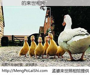 #孟婆来世照相馆# 【吳俁穎 来世的未来相片】一碗梦婆汤，忘却了今生爱与痛，了无牵挂进入轮回。再相遇，已是天涯陌路人。可否借我一双慧眼，看清今生与来世？孟婆来世照相馆，触摸你的未来。吳俁穎 来世的未来相片，有图有真相：