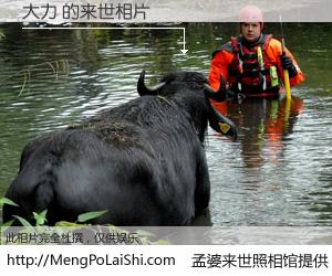 #孟婆来世照相馆# 【大力 来世的未来相片】一碗梦婆汤，忘却了今生爱与痛，了无牵挂进入轮回。再相遇，已是天涯陌路人。可否借我一双慧眼，看清今生与来世？孟婆来世照相馆，触摸你的未来。大力 来世的未来相片，有图有真相：