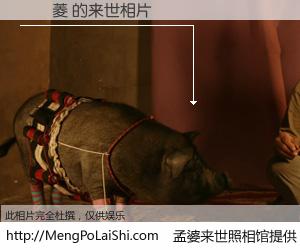 #孟婆来世照相馆# 【顧詠菱 来世的未来相片】一碗梦婆汤，忘却了今生爱与痛，了无牵挂进入轮回。再相遇，已是天涯陌路人。可否借我一双慧眼，看清今生与来世？孟婆来世照相馆，触摸你的未来。顧詠菱 来世的未来相片，有图有真相：