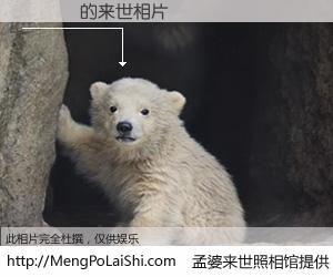 #孟婆来世照相馆# 【張維財 来世的未来相片】一碗梦婆汤，忘却了今生爱与痛，了无牵挂进入轮回。再相遇，已是天涯陌路人。可否借我一双慧眼，看清今生与来世？孟婆来世照相馆，触摸你的未来。張維財 来世的未来相片，有图有真相：