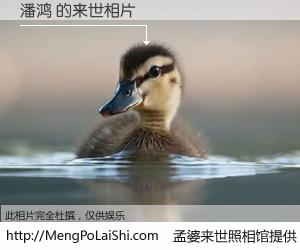 #孟婆来世照相馆# 【潘鸿 来世的未来相片】一碗梦婆汤，忘却了今生爱与痛，了无牵挂进入轮回。再相遇，已是天涯陌路人。可否借我一双慧眼，看清今生与来世？孟婆来世照相馆，触摸你的未来。潘鸿 来世的未来相片，有图有真相：