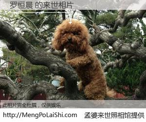 #孟婆来世照相馆# 【罗恒晨 来世的未来相片】一碗梦婆汤，忘却了今生爱与痛，了无牵挂进入轮回。再相遇，已是天涯陌路人。可否借我一双慧眼，看清今生与来世？孟婆来世照相馆，触摸你的未来。罗恒晨 来世的未来相片，有图有真相：