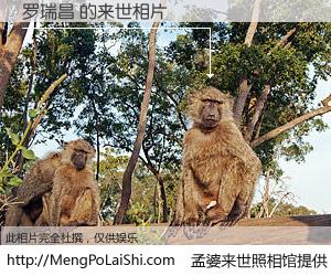 #孟婆来世照相馆# 【罗瑞昌 来世的未来相片】一碗梦婆汤，忘却了今生爱与痛，了无牵挂进入轮回。再相遇，已是天涯陌路人。可否借我一双慧眼，看清今生与来世？孟婆来世照相馆，触摸你的未来。罗瑞昌 来世的未来相片，有图有真相：