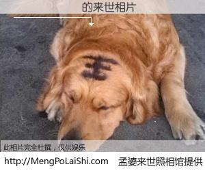 #孟婆来世照相馆# 【謝𩓙軒 来世的未来相片】一碗梦婆汤，忘却了今生爱与痛，了无牵挂进入轮回。再相遇，已是天涯陌路人。可否借我一双慧眼，看清今生与来世？孟婆来世照相馆，触摸你的未来。謝𩓙軒 来世的未来相片，有图有真相：