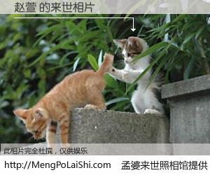 #孟婆来世照相馆# 【赵萱 来世的未来相片】一碗梦婆汤，忘却了今生爱与痛，了无牵挂进入轮回。再相遇，已是天涯陌路人。可否借我一双慧眼，看清今生与来世？孟婆来世照相馆，触摸你的未来。赵萱 来世的未来相片，有图有真相：
