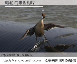 #孟婆来世照相馆# 【鲍勃 来世的未来相片】一碗梦婆汤，忘却了今生爱与痛，了无牵挂进入轮回。再相遇，已是天涯陌路人。可否借我一双慧眼，看清今生与来世？孟婆来世照相馆，触摸你的未来。鲍勃 来世的未来相片，有图有真相：