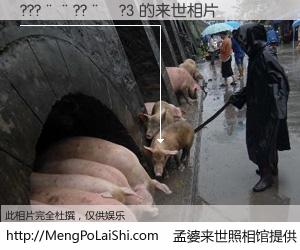 #孟婆来世照相馆# 【???��??��?3 来世的未来相片】一碗梦婆汤，忘却了今生爱与痛，了无牵挂进入轮回。再相遇，已是天涯陌路人。可否借我一双慧眼，看清今生与来世？孟婆来世照相馆，触摸你的未来。???��??��?3 来世的未来相片，有图有真相：