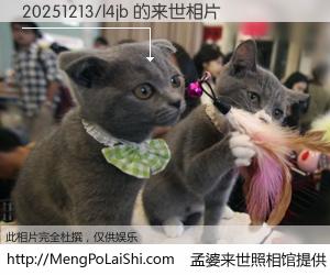 #孟婆来世照相馆# 【20251213/l4jb 来世的未来相片】一碗梦婆汤，忘却了今生爱与痛，了无牵挂进入轮回。再相遇，已是天涯陌路人。可否借我一双慧眼，看清今生与来世？孟婆来世照相馆，触摸你的未来。20251213/l4jb 来世的未来相片，有图有真相：