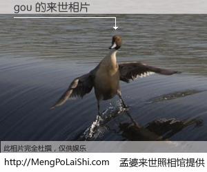 #孟婆来世照相馆# 【gou 来世的未来相片】一碗梦婆汤，忘却了今生爱与痛，了无牵挂进入轮回。再相遇，已是天涯陌路人。可否借我一双慧眼，看清今生与来世？孟婆来世照相馆，触摸你的未来。gou 来世的未来相片，有图有真相：