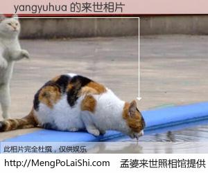 #孟婆来世照相馆# 【yangyuhua 来世的未来相片】一碗梦婆汤，忘却了今生爱与痛，了无牵挂进入轮回。再相遇，已是天涯陌路人。可否借我一双慧眼，看清今生与来世？孟婆来世照相馆，触摸你的未来。yangyuhua 来世的未来相片，有图有真相：