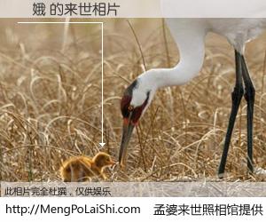 #孟婆来世照相馆# 【姮娥 来世的未来相片】一碗梦婆汤，忘却了今生爱与痛，了无牵挂进入轮回。再相遇，已是天涯陌路人。可否借我一双慧眼，看清今生与来世？孟婆来世照相馆，触摸你的未来。姮娥 来世的未来相片，有图有真相：