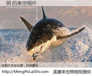 #孟婆来世照相馆# 【明 来世的未来相片】一碗梦婆汤，忘却了今生爱与痛，了无牵挂进入轮回。再相遇，已是天涯陌路人。可否借我一双慧眼，看清今生与来世？孟婆来世照相馆，触摸你的未来。明 来世的未来相片，有图有真相：