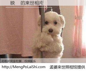 #孟婆来世照相馆# 【楊映暉 来世的未来相片】一碗梦婆汤，忘却了今生爱与痛，了无牵挂进入轮回。再相遇，已是天涯陌路人。可否借我一双慧眼，看清今生与来世？孟婆来世照相馆，触摸你的未来。楊映暉 来世的未来相片，有图有真相：