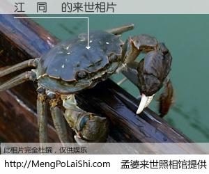 #孟婆来世照相馆# 【江馮同強 来世的未来相片】一碗梦婆汤，忘却了今生爱与痛，了无牵挂进入轮回。再相遇，已是天涯陌路人。可否借我一双慧眼，看清今生与来世？孟婆来世照相馆，触摸你的未来。江馮同強 来世的未来相片，有图有真相：