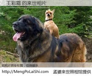 #孟婆来世照相馆# 【王彩霜 来世的未来相片】一碗梦婆汤，忘却了今生爱与痛，了无牵挂进入轮回。再相遇，已是天涯陌路人。可否借我一双慧眼，看清今生与来世？孟婆来世照相馆，触摸你的未来。王彩霜 来世的未来相片，有图有真相：