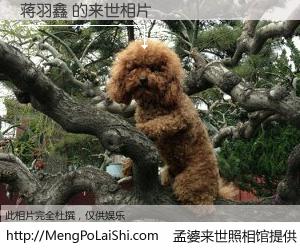 #孟婆来世照相馆# 【蒋羽鑫 来世的未来相片】一碗梦婆汤，忘却了今生爱与痛，了无牵挂进入轮回。再相遇，已是天涯陌路人。可否借我一双慧眼，看清今生与来世？孟婆来世照相馆，触摸你的未来。蒋羽鑫 来世的未来相片，有图有真相：