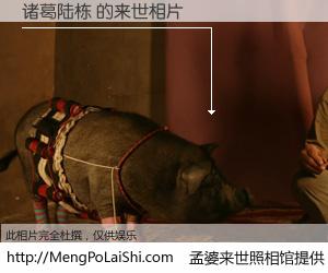 #孟婆来世照相馆# 【诸葛陆栋 来世的未来相片】一碗梦婆汤，忘却了今生爱与痛，了无牵挂进入轮回。再相遇，已是天涯陌路人。可否借我一双慧眼，看清今生与来世？孟婆来世照相馆，触摸你的未来。诸葛陆栋 来世的未来相片，有图有真相：