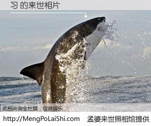 #孟婆来世照相馆# 【习 来世的未来相片】一碗梦婆汤，忘却了今生爱与痛，了无牵挂进入轮回。再相遇，已是天涯陌路人。可否借我一双慧眼，看清今生与来世？孟婆来世照相馆，触摸你的未来。习 来世的未来相片，有图有真相：