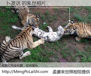 #孟婆来世照相馆# 【卜发送 来世的未来相片】一碗梦婆汤，忘却了今生爱与痛，了无牵挂进入轮回。再相遇，已是天涯陌路人。可否借我一双慧眼，看清今生与来世？孟婆来世照相馆，触摸你的未来。卜发送 来世的未来相片，有图有真相：