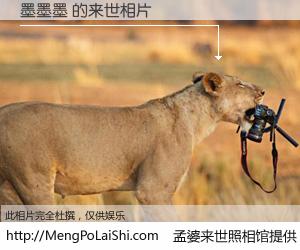 #孟婆来世照相馆# 【墨墨墨 来世的未来相片】一碗梦婆汤，忘却了今生爱与痛，了无牵挂进入轮回。再相遇，已是天涯陌路人。可否借我一双慧眼，看清今生与来世？孟婆来世照相馆，触摸你的未来。墨墨墨 来世的未来相片，有图有真相：