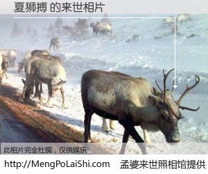 #孟婆来世照相馆# 【夏狮搏 来世的未来相片】一碗梦婆汤，忘却了今生爱与痛，了无牵挂进入轮回。再相遇，已是天涯陌路人。可否借我一双慧眼，看清今生与来世？孟婆来世照相馆，触摸你的未来。夏狮搏 来世的未来相片，有图有真相：