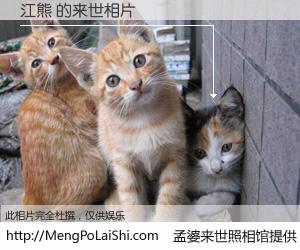 #孟婆来世照相馆# 【江熊 来世的未来相片】一碗梦婆汤，忘却了今生爱与痛，了无牵挂进入轮回。再相遇，已是天涯陌路人。可否借我一双慧眼，看清今生与来世？孟婆来世照相馆，触摸你的未来。江熊 来世的未来相片，有图有真相：