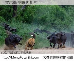 #孟婆来世照相馆# 【罗志勇 来世的未来相片】一碗梦婆汤，忘却了今生爱与痛，了无牵挂进入轮回。再相遇，已是天涯陌路人。可否借我一双慧眼，看清今生与来世？孟婆来世照相馆，触摸你的未来。罗志勇 来世的未来相片，有图有真相：