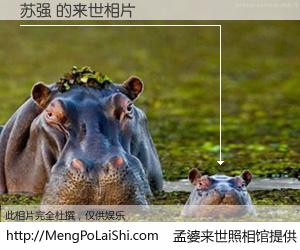 #孟婆来世照相馆# 【苏强 来世的未来相片】一碗梦婆汤，忘却了今生爱与痛，了无牵挂进入轮回。再相遇，已是天涯陌路人。可否借我一双慧眼，看清今生与来世？孟婆来世照相馆，触摸你的未来。苏强 来世的未来相片，有图有真相：