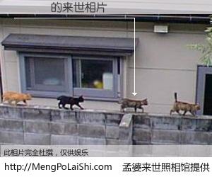 #孟婆来世照相馆# 【蕭靜騰 来世的未来相片】一碗梦婆汤，忘却了今生爱与痛，了无牵挂进入轮回。再相遇，已是天涯陌路人。可否借我一双慧眼，看清今生与来世？孟婆来世照相馆，触摸你的未来。蕭靜騰 来世的未来相片，有图有真相：