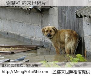 #孟婆来世照相馆# 【谢慧祥 来世的未来相片】一碗梦婆汤，忘却了今生爱与痛，了无牵挂进入轮回。再相遇，已是天涯陌路人。可否借我一双慧眼，看清今生与来世？孟婆来世照相馆，触摸你的未来。谢慧祥 来世的未来相片，有图有真相：
