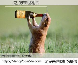 #孟婆来世照相馆# 【陳樂之 来世的未来相片】一碗梦婆汤，忘却了今生爱与痛，了无牵挂进入轮回。再相遇，已是天涯陌路人。可否借我一双慧眼，看清今生与来世？孟婆来世照相馆，触摸你的未来。陳樂之 来世的未来相片，有图有真相：