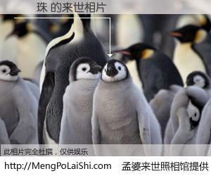 #孟婆来世照相馆# 【馮麗珠 来世的未来相片】一碗梦婆汤，忘却了今生爱与痛，了无牵挂进入轮回。再相遇，已是天涯陌路人。可否借我一双慧眼，看清今生与来世？孟婆来世照相馆，触摸你的未来。馮麗珠 来世的未来相片，有图有真相：