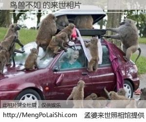 #孟婆来世照相馆# 【鸟兽不如 来世的未来相片】一碗梦婆汤，忘却了今生爱与痛，了无牵挂进入轮回。再相遇，已是天涯陌路人。可否借我一双慧眼，看清今生与来世？孟婆来世照相馆，触摸你的未来。鸟兽不如 来世的未来相片，有图有真相：