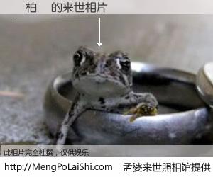 #孟婆来世照相馆# 【黃柏誠 来世的未来相片】一碗梦婆汤，忘却了今生爱与痛，了无牵挂进入轮回。再相遇，已是天涯陌路人。可否借我一双慧眼，看清今生与来世？孟婆来世照相馆，触摸你的未来。黃柏誠 来世的未来相片，有图有真相：